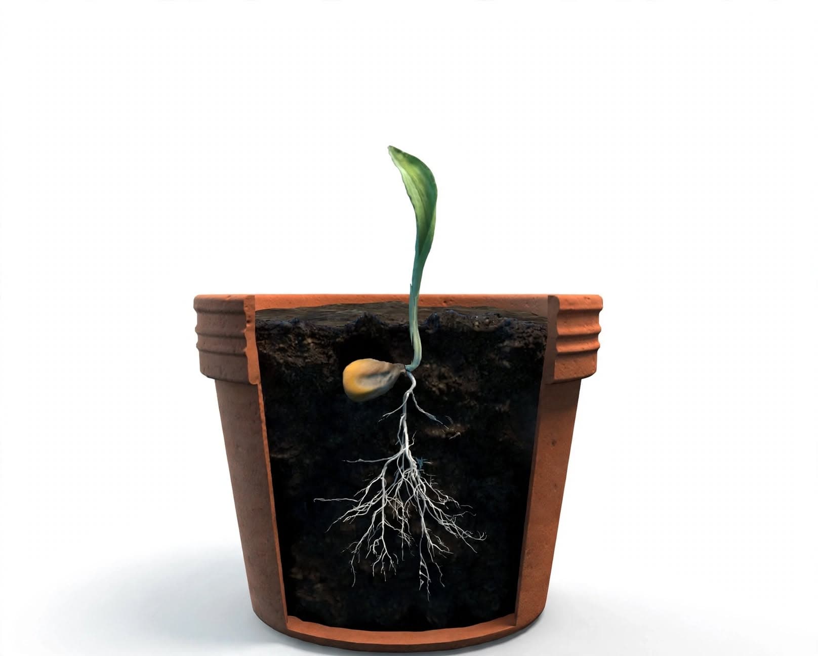 Maceta de barro en corte con una semilla germinando, sus raíces en la tierra y un brote